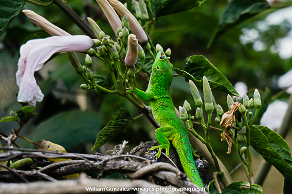 Phelsuma grandis sur une plante, ce gecko introduit à la Réunion se nourrit d'autres geckos