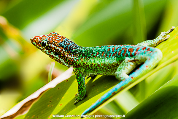 Le Phelsuma borbonica est un petit lézard aux couleurs mettaliques.