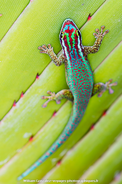 Un Phelsuma inexpectata reptile endémique de la Réunion, fortement menacé se tient accroché par ses ventouse à une plante.