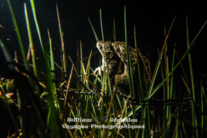 Amplexus et expulsion des oeufs le couple parait en extase.crapaud calamite-Epidalea calamita