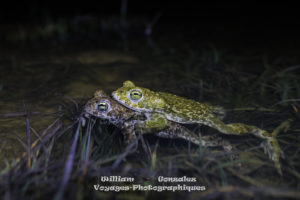 Crapaud calamite-Epidalea calamita en Amplexus.