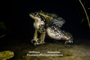 Crapaud épineux-Bufo spinosus. Hérault-France