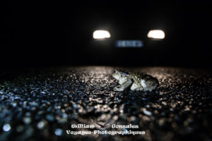 Crapaud épineux-Bufo spinosus. Hérault-France