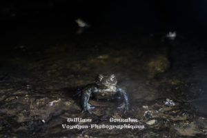 Crapaud épineux-Bufo spinosus. Hérault-France