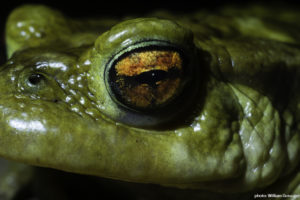 Gros plan sur l'oeil de Bufo spinosus. Hérault-France