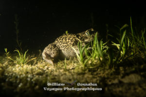 Montre un pélobate cultripède (Pelobates cultripes) posé au fond de l'eau de la lavogne