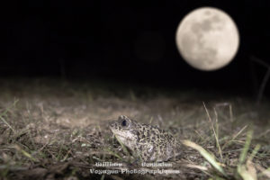 Pélobate cultripède une nuit de pleine lune. Hérault-France