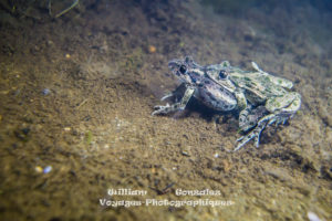 En février commence la période de reproduction du pélodyte ponctué. sous l'eau un couple c'est formait. Hérault-France