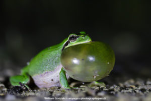 Un mâle de rainette méridionale Hyla meridionalis présente son sac vocal. Hérault-France