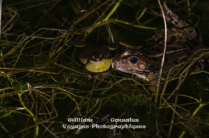 Une reinette méridionale et une grenouille de Perez. Hérault-France