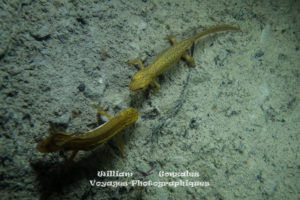 Un mâle de triton commun (Triturus helveticus), courtise une femelle. Hérault-France