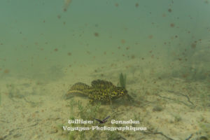 un triton marbré mange, Hérault, France