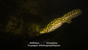 Un triton marbré femelle nage, la nuit dans la garrigue.