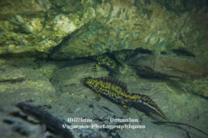 Reproduction de deux batraciens, mare temporaire en garrigue.