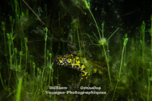 Un triton marbré, des plantes aquatiques.