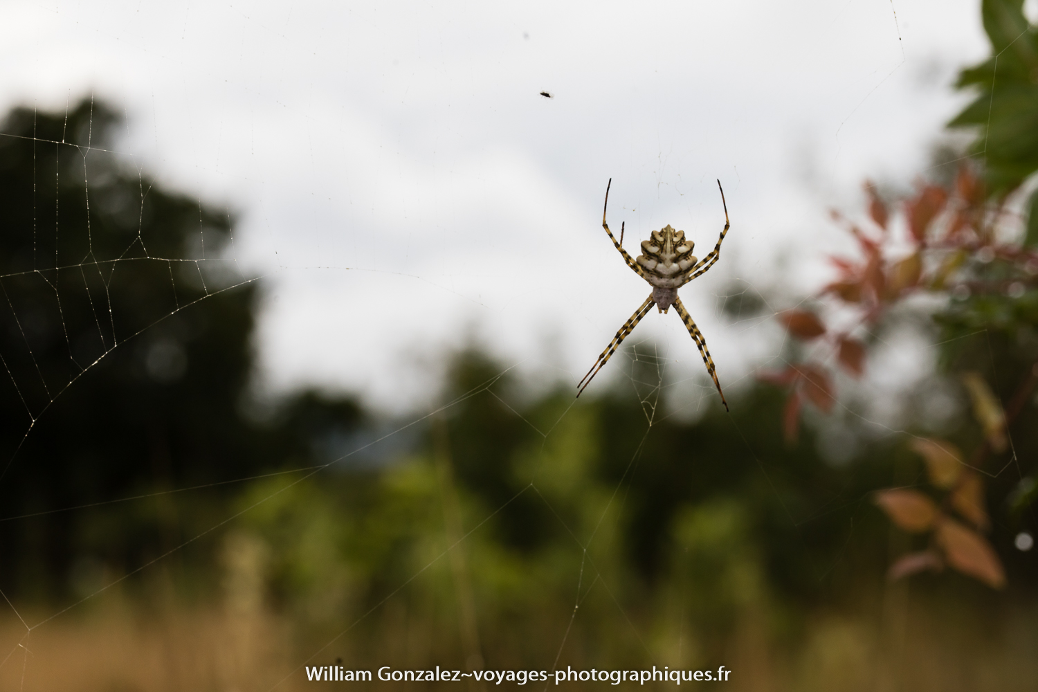 Argiope lobée ou épeire soyeuse. Argiope lobata. Hérault-France.