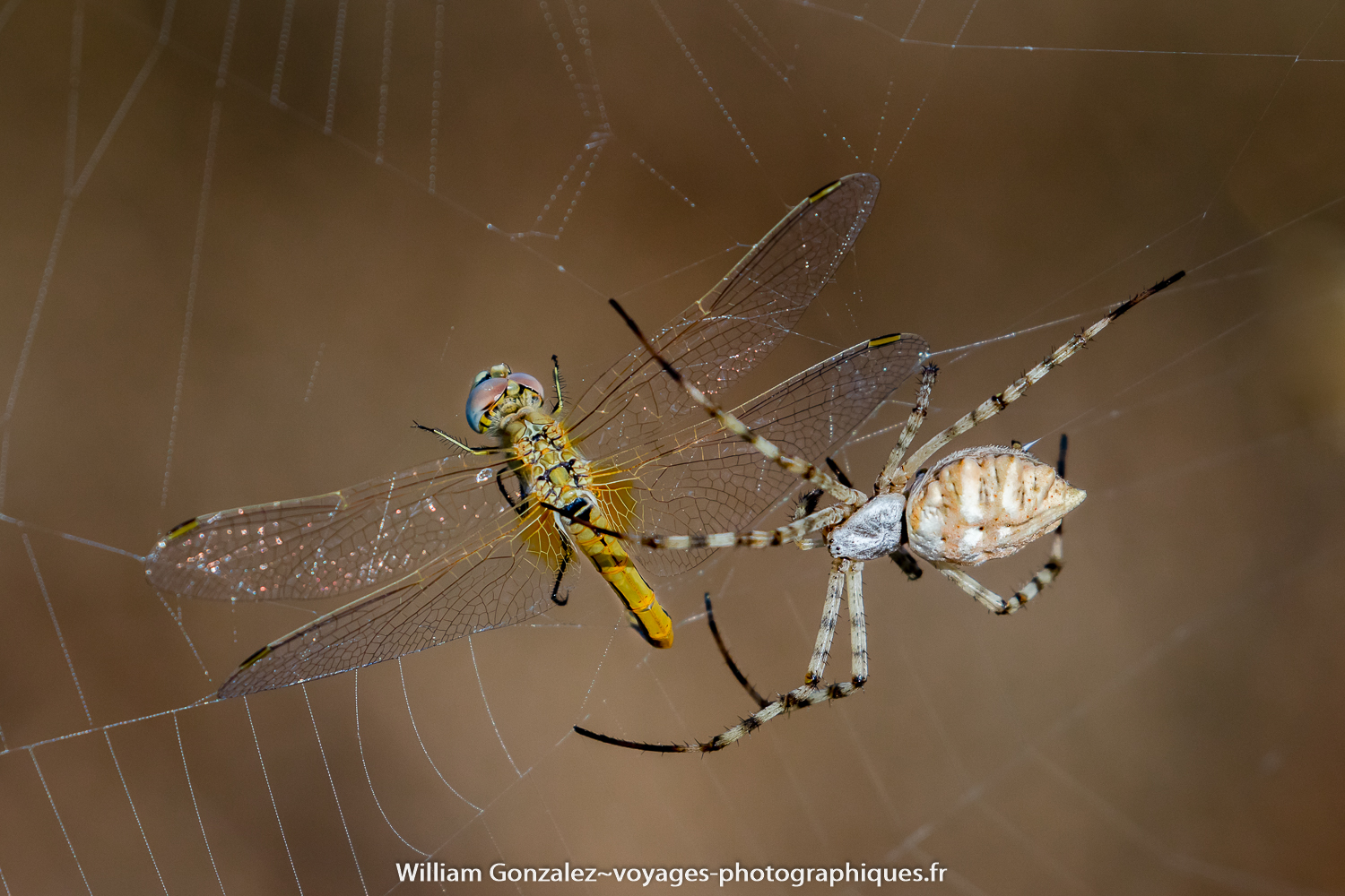 Argiope lobée Argiope lobata a piégé dans sa toile Sympetrum fonscolombii. Hérault-France.