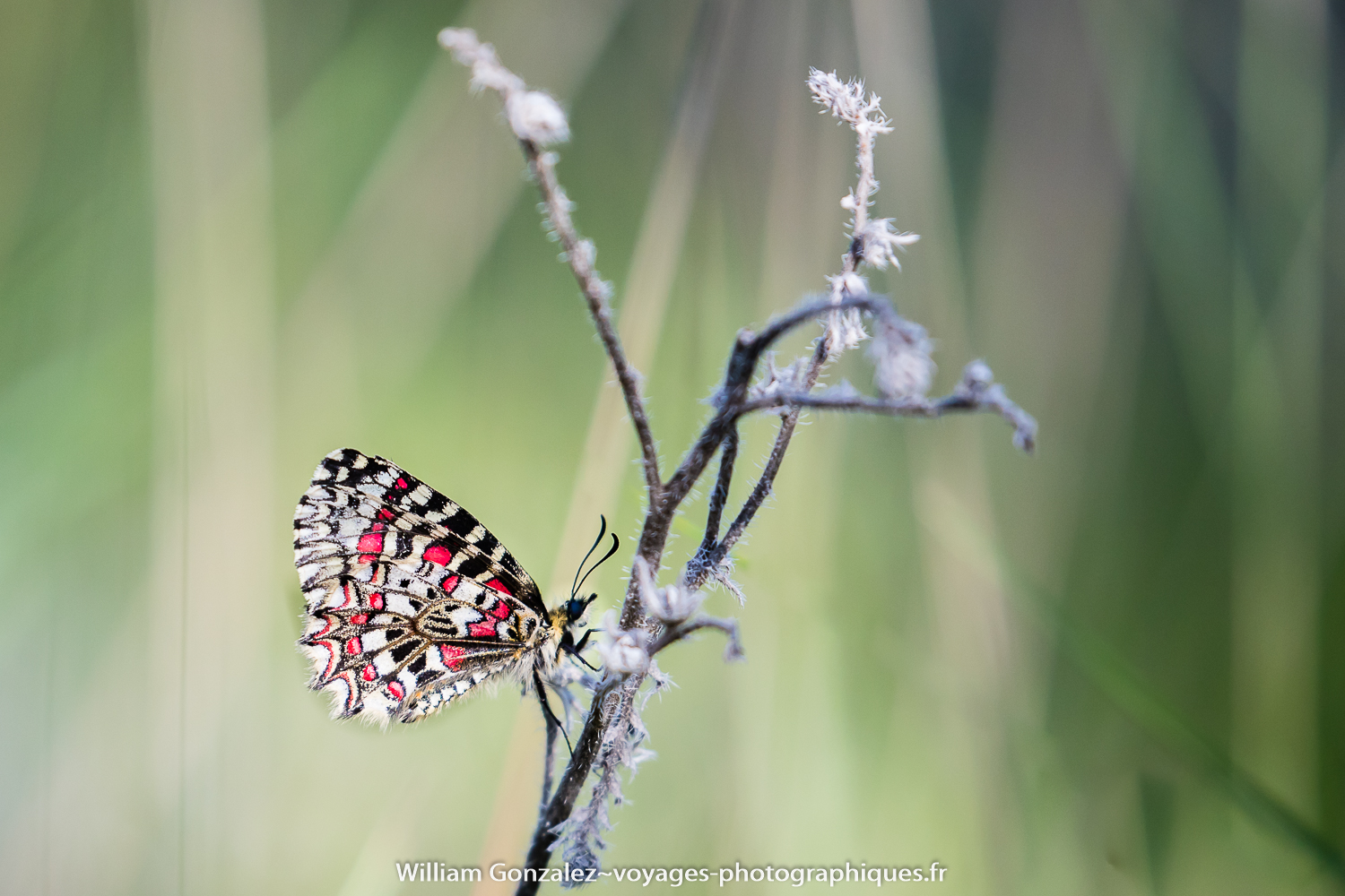 La proserpine Zerynthia rumina un papillon protégé de la garrigue. Hérault-France