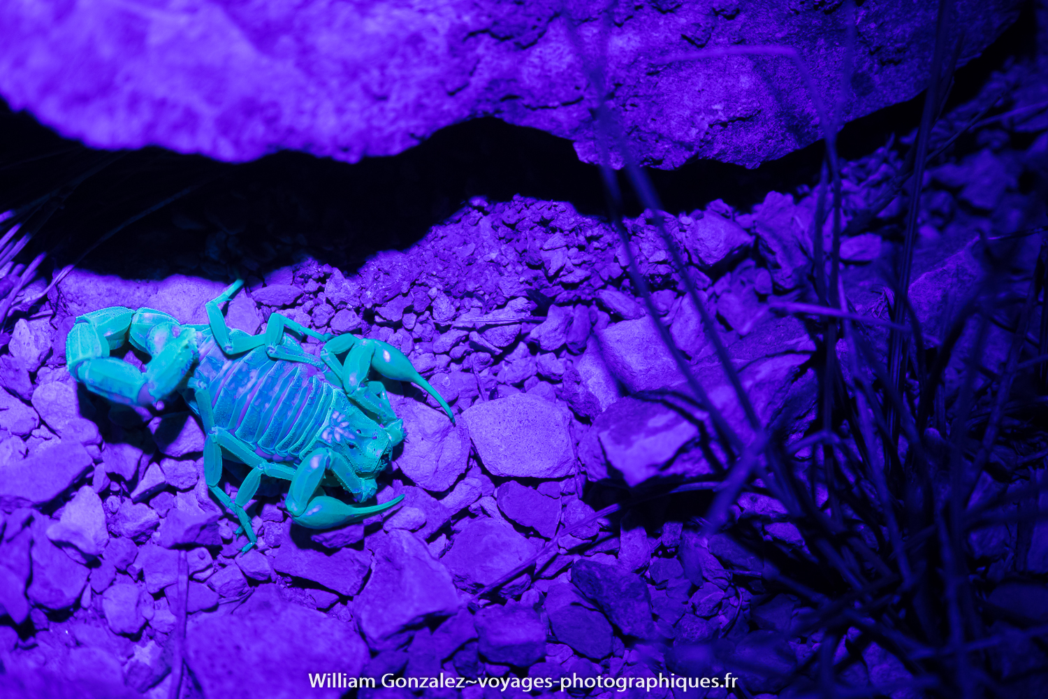 Gros plan sur un Buthus occitanus. Sous lumière ultraviolette il devient luminescent lumin. Hérault-France