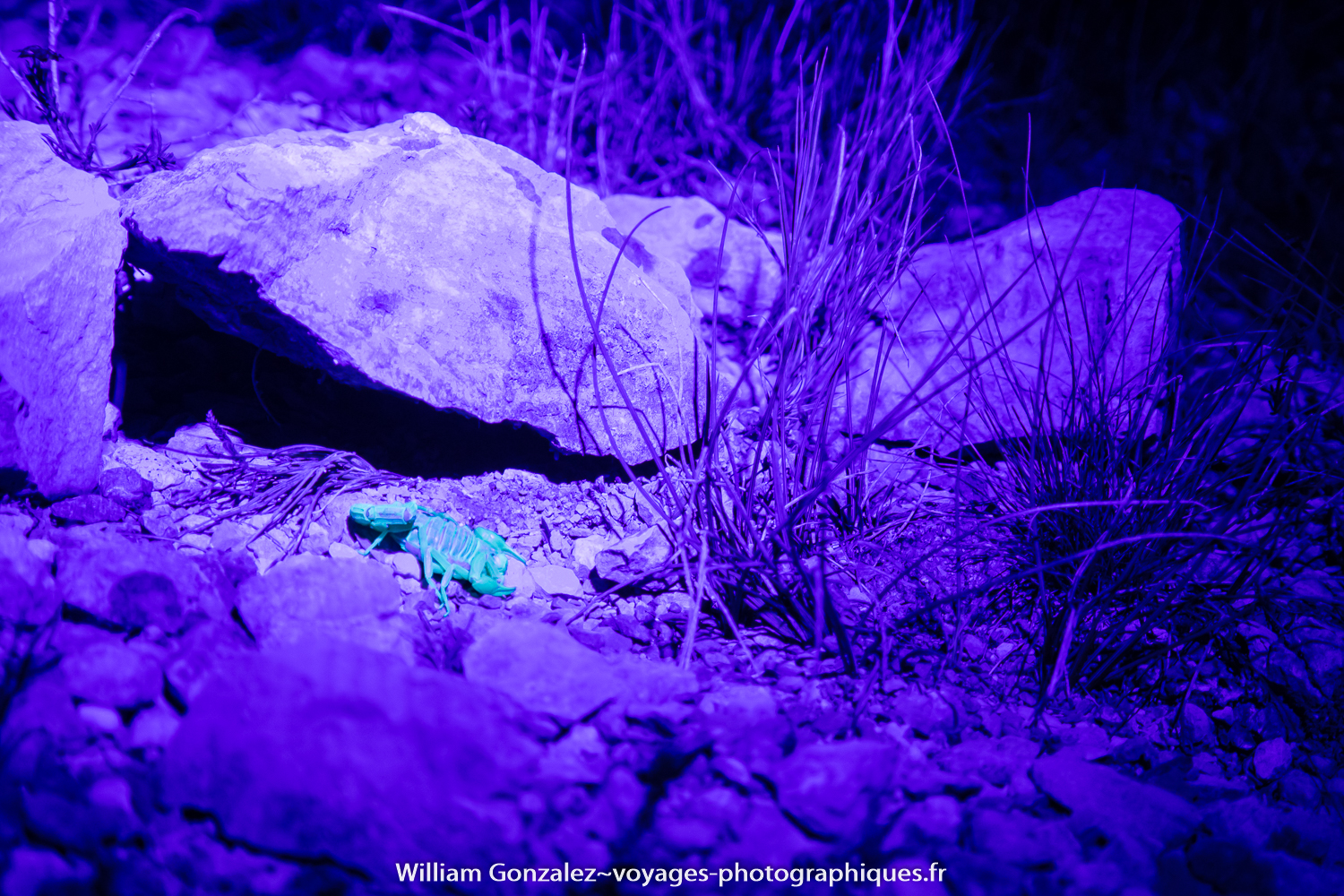 Buthus occitanus. Sous lumière ultraviolette il devient luminescent. Hérault-France