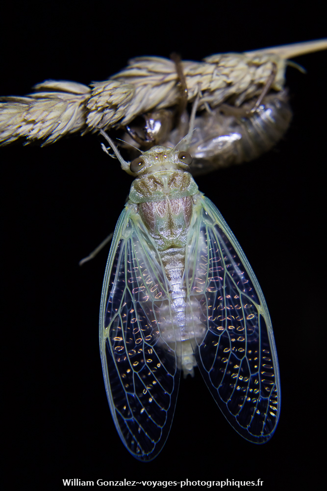 Émergence d’une cigale. L’analyse bioacoustique du chant (la cigale cybalise)  la détermination de chaque espèces . Hérault-France