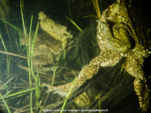 Expulsion des oeufs par une femelle Bufo spinosus. Hérault.