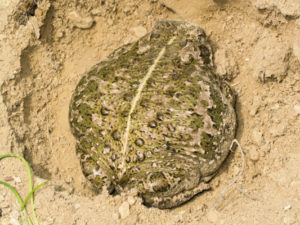 Le crapaud calamite possède une raie de couleur jaune de la tête au bas du dos.