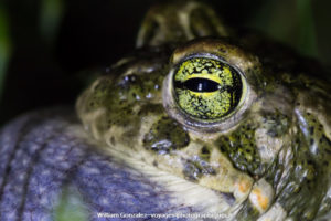 crapaud calamite et son iris verte parcourue de noir