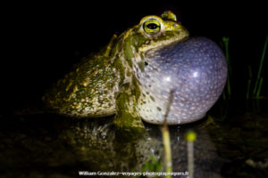 Un mâle crapaud calamite sac vocal déployé.