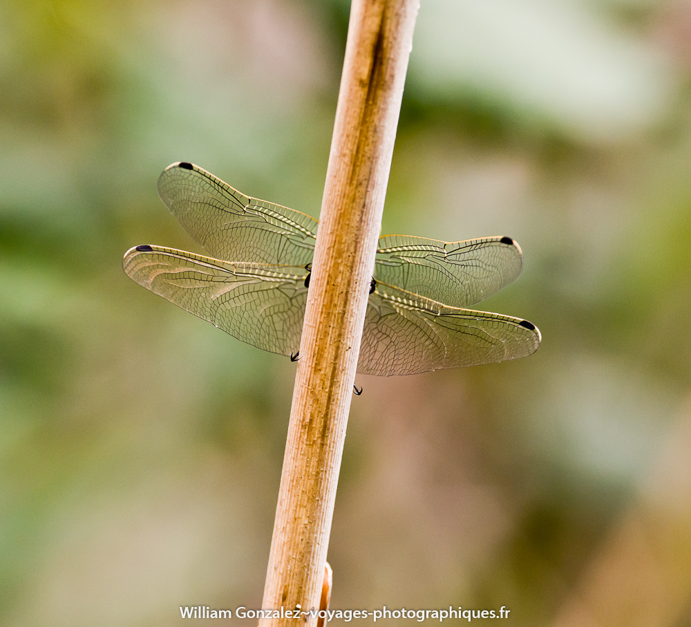 Ailes de libellule. Gard-France