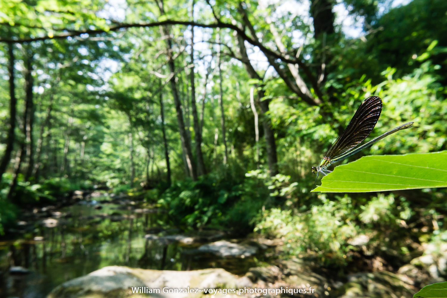 Un Calopteryx virgo femelle. Ardèche-France