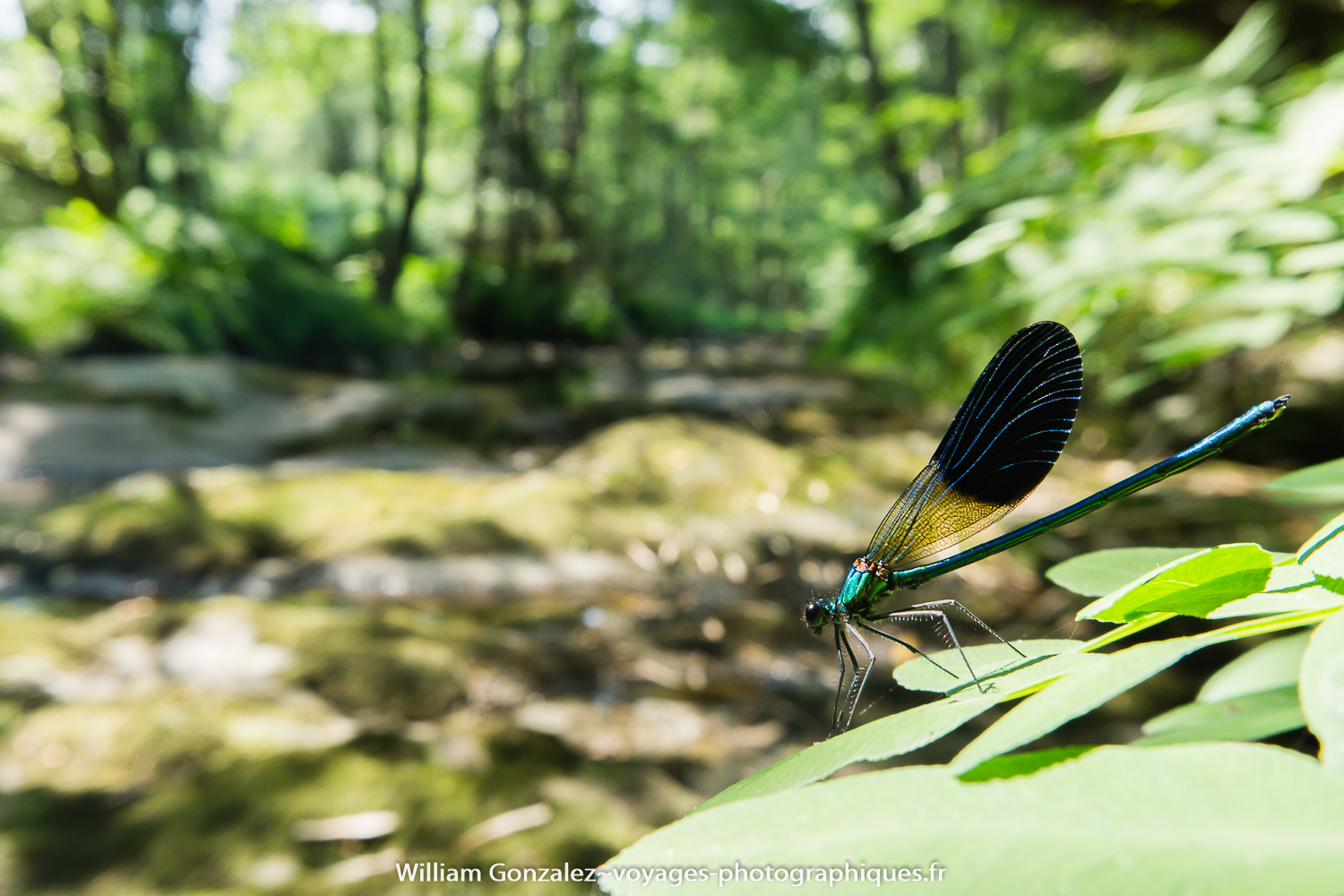 Calopteryx xanthostoma. Ardèche-France