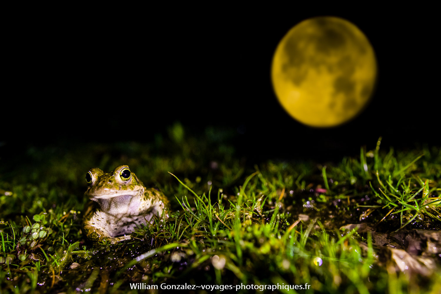 Crapaud calamite et lune. Hérault-France