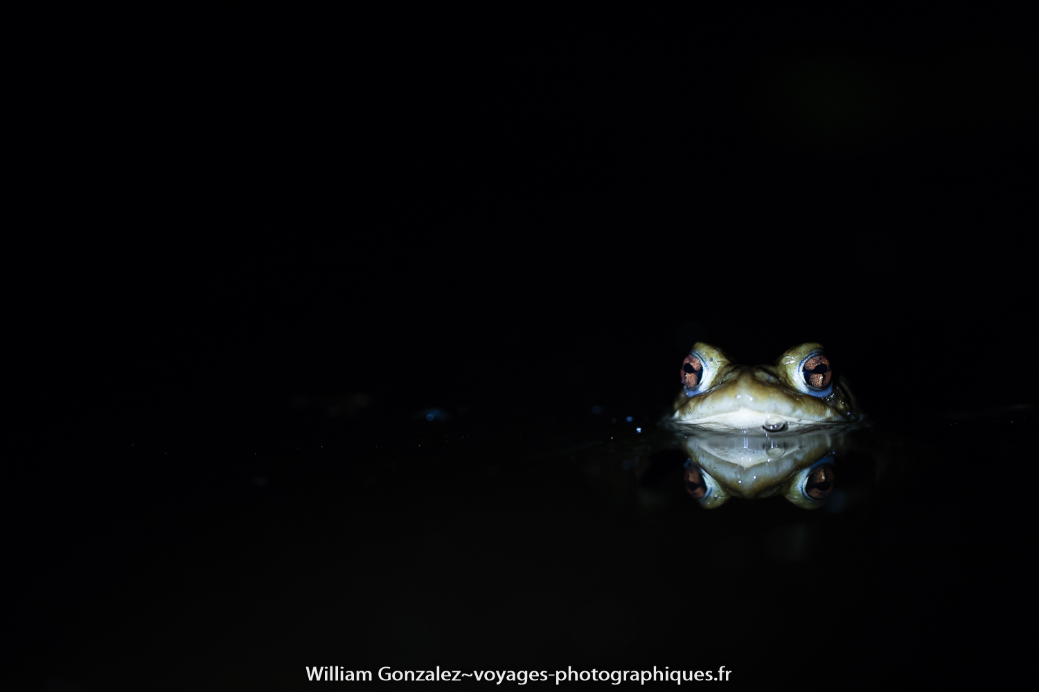 Crapaud épineux avec fond noir.-2