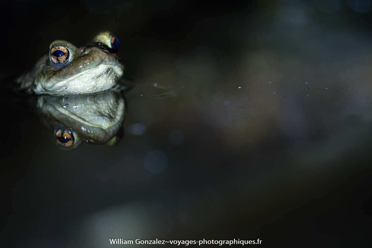 Crapaud épineux Bufo spinosus en miroir. Hérault-France