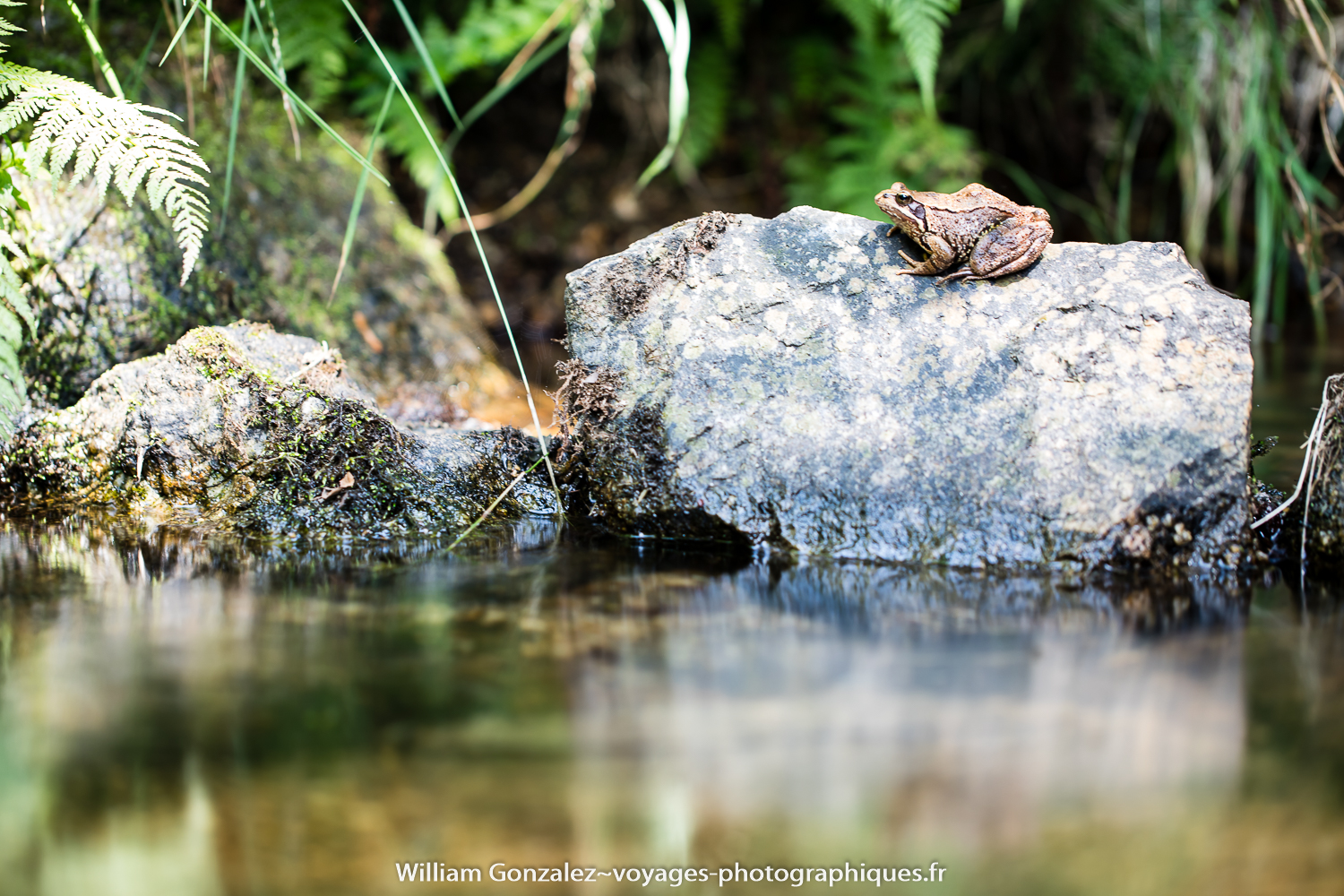 Une grenouille rousse le long d’une rivière de montagne. Massif de l’Aigoual-France