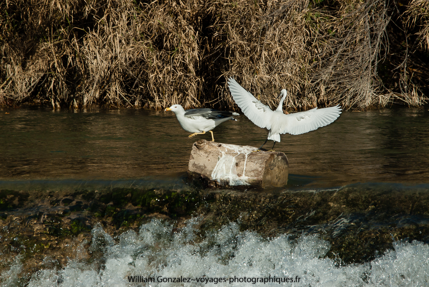 Une dispute entre un goéland leucophée et une aigrette garzette. Hérault-France