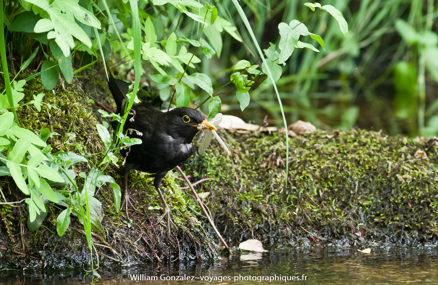 Un merle noir a attrapé une émergence de libellule. Ardèche-France