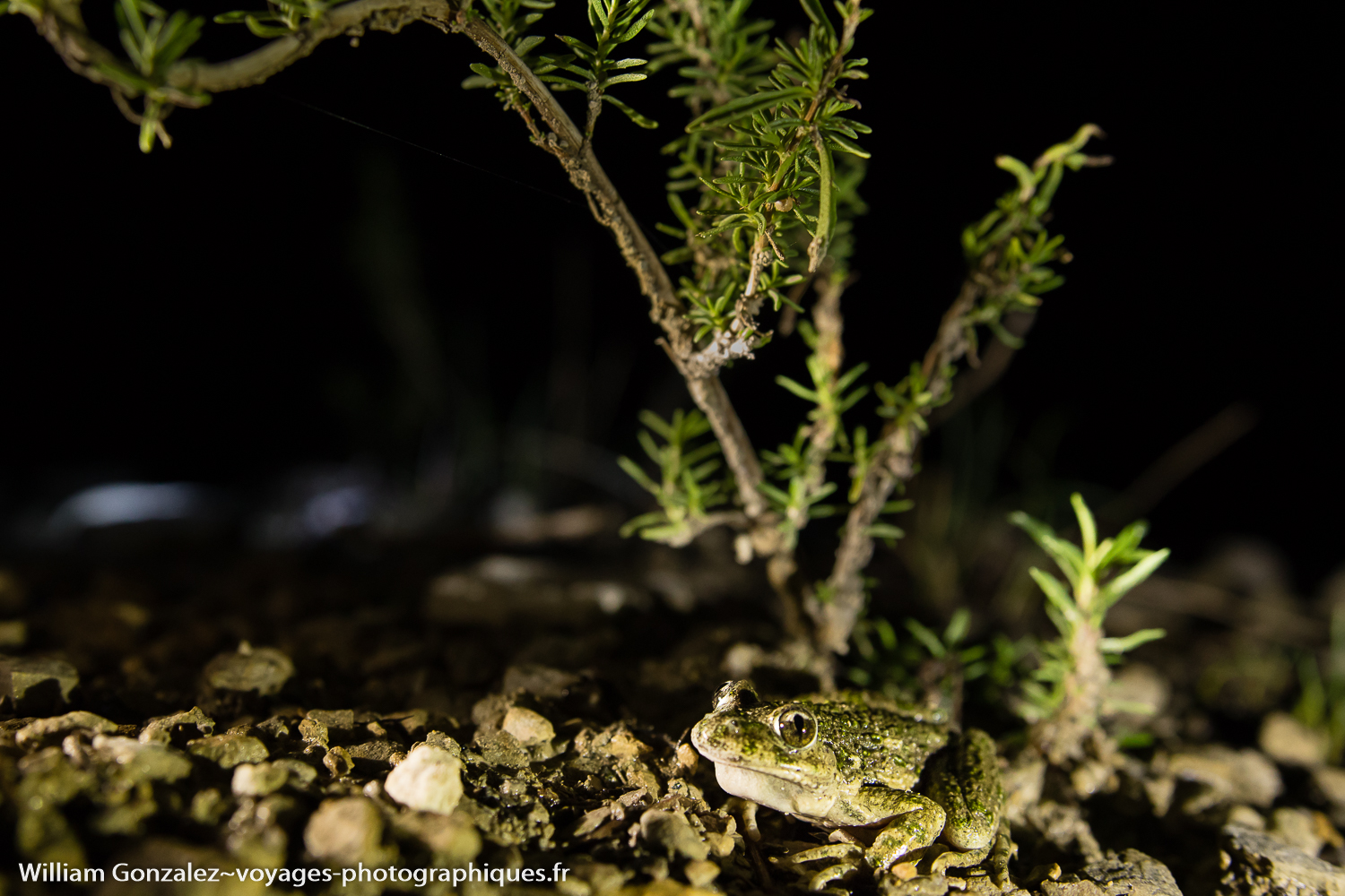 Pélodyte ponctué ou crapaud persillé. Pelodytes punctas. Hérault-France