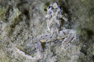 le pélodyte ponctué avec son X dorsale bien visible