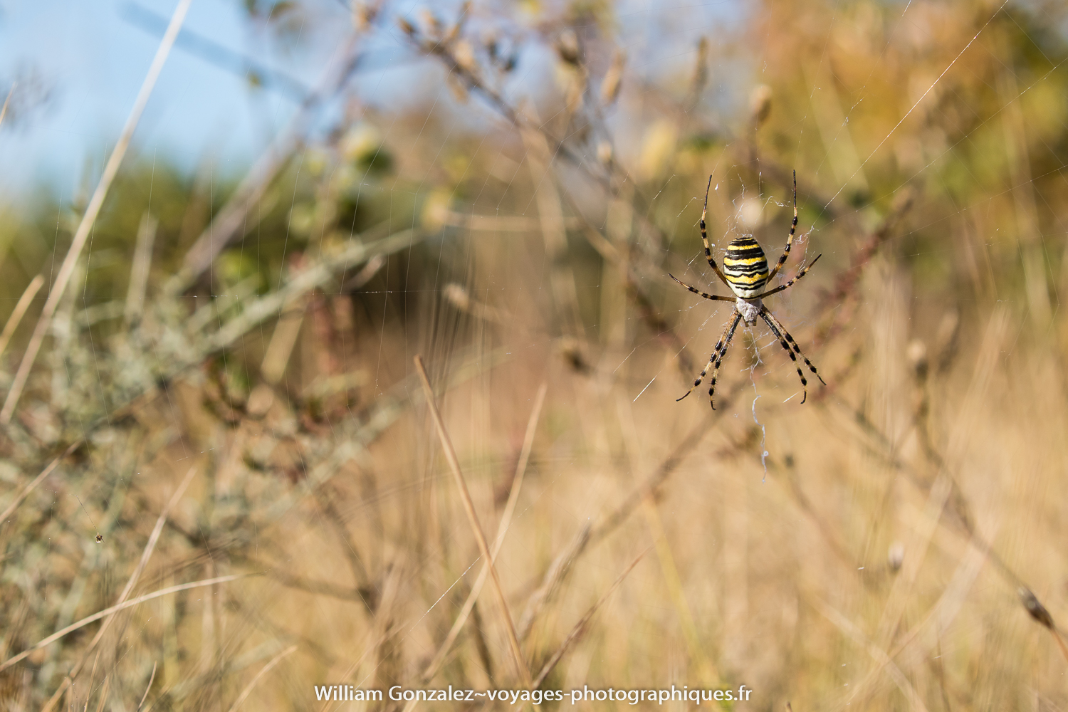 Argiope frelon sur sa toile.