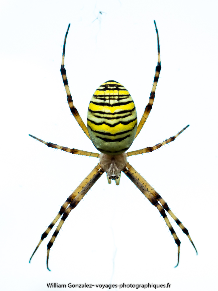 Argiope frelon.