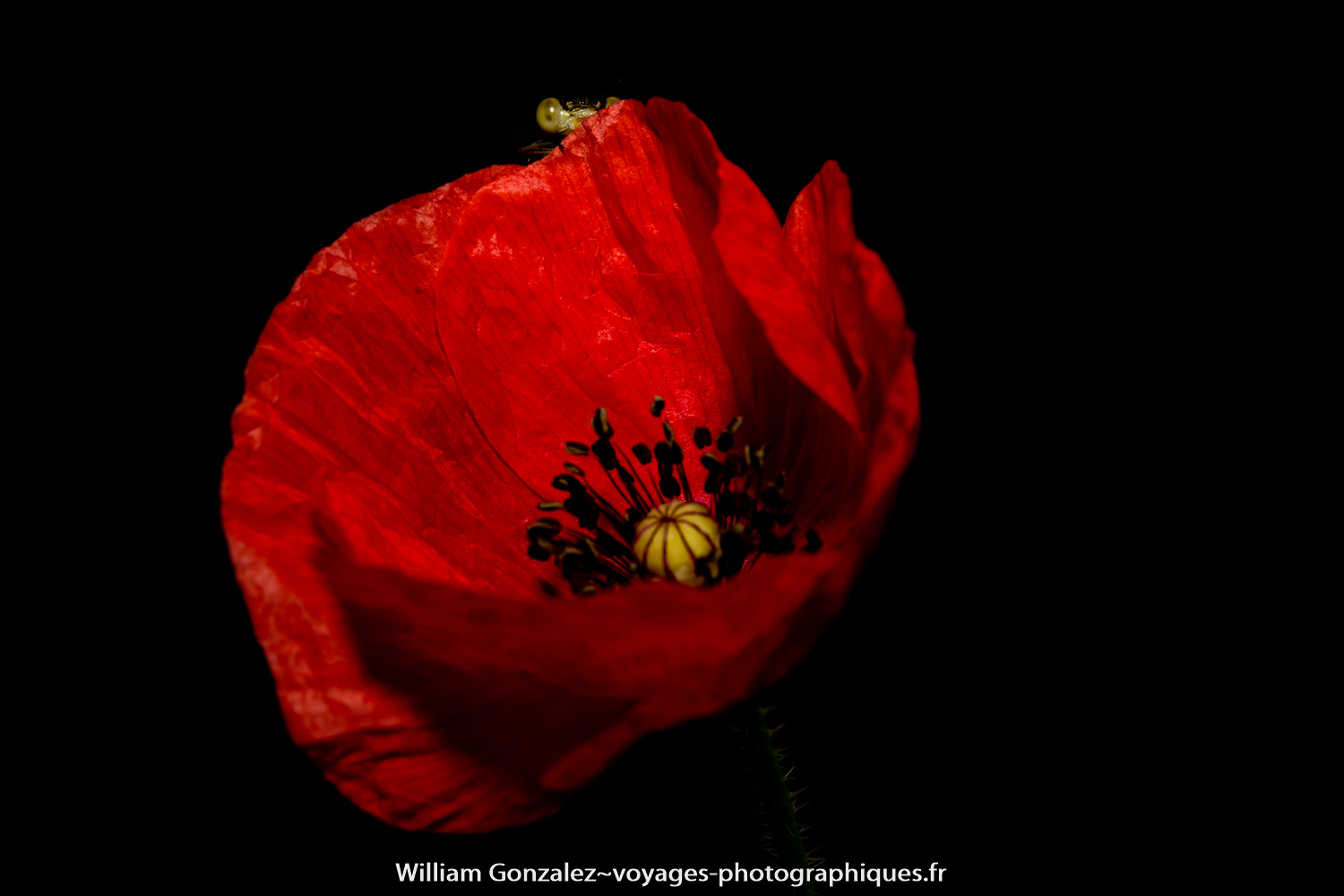 Coquelicot et agrion.