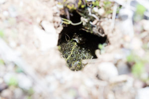 Gros plan. crapaud calamite dans sa loge attendant la fraicheur nocturne. Gard-France