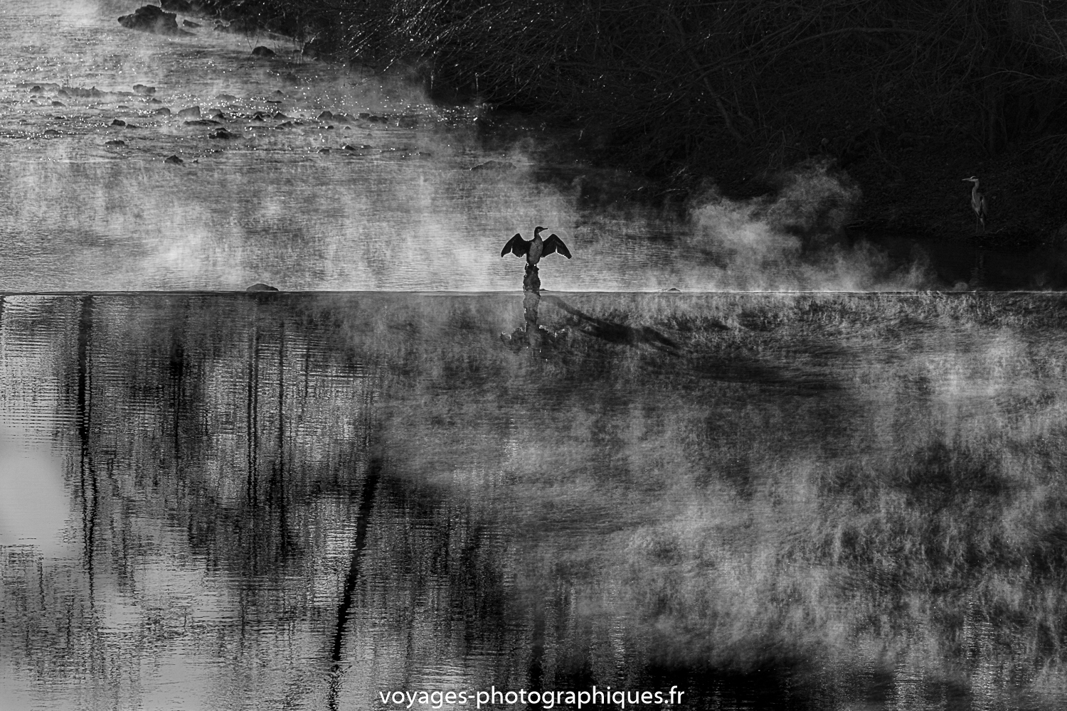 Grand Cormoran ou le héron cendré bien caché.
