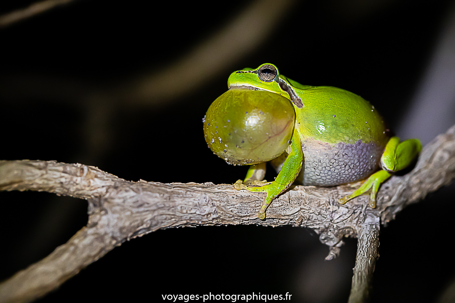 Rainette méridionale.