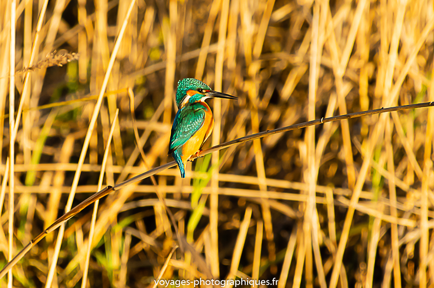 Martin-pêcheur dans la lumière chaude du soir.