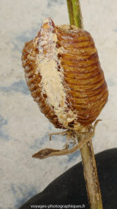 Oothèque de Hierodula T une nouvelle venue.